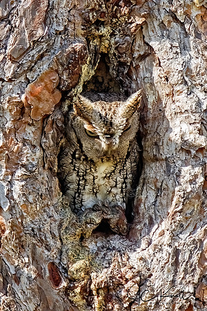 Eastern Screech-owl (Brown phase)