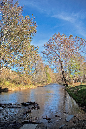 Sycamores along the Watauga River, Valle Crucis, NC.