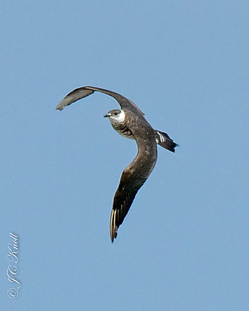 Parasitic Jaeger