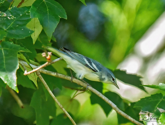 Cerulean Warbler