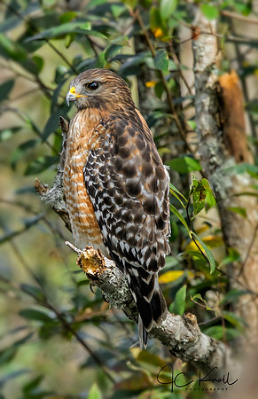 Red-shouldered Hawk
