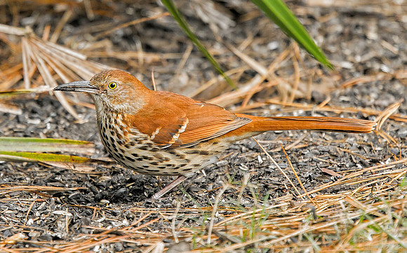 Brown Thrasher