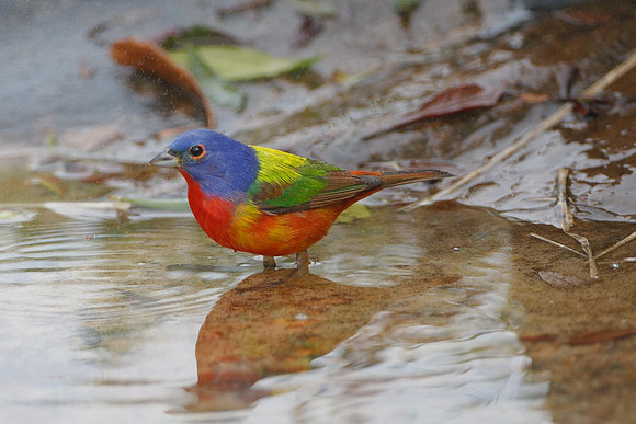 Painted Bunting (M)