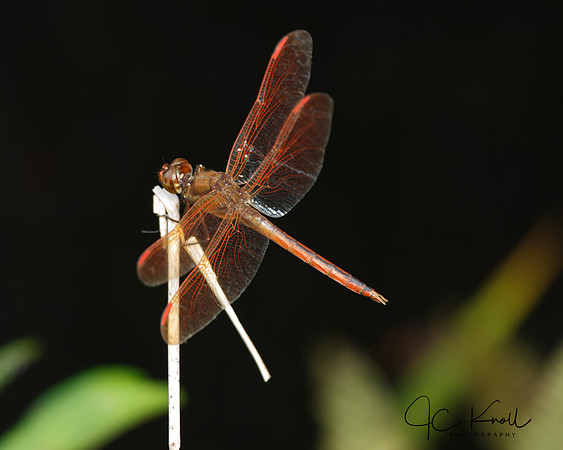 Needham's Skimmer