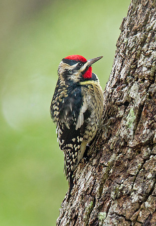 Yellow-bellied Sapsucker