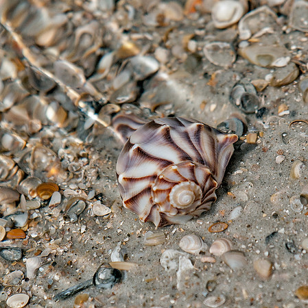 Lightning Whelk