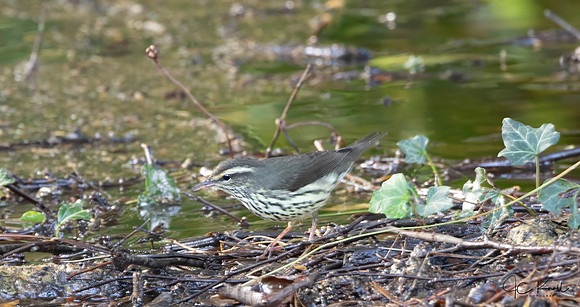 Northern Waterthrush