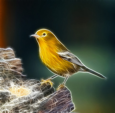 Pine Warbler