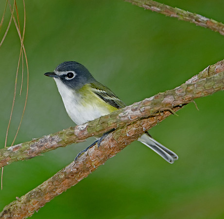 Blue-headed Vireo