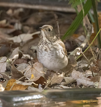 Gray-cheeked Thrush