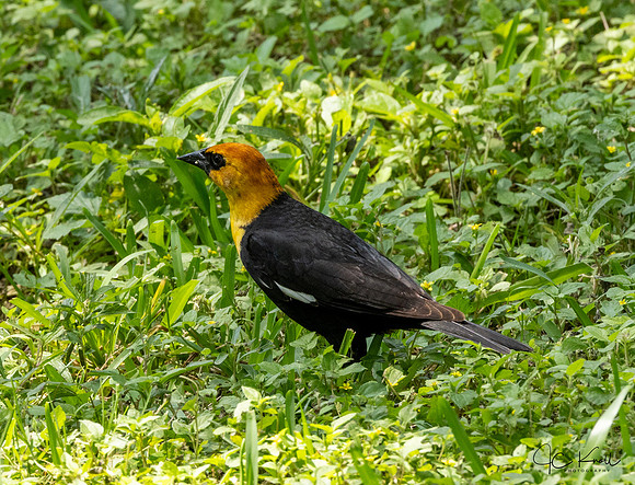 Yellow-headed Blackbird