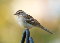 Chipping Sparrow