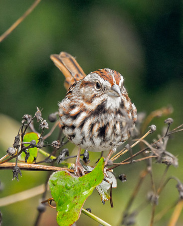 Song Sparrow