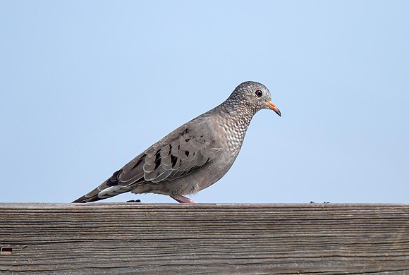 Common Ground-dove (F)