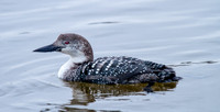 Common Loon
