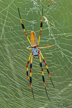 Golden Silk Orb-weaver