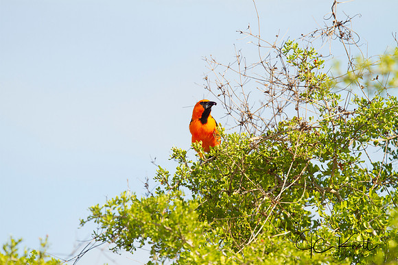 Altamira Oriole (M)