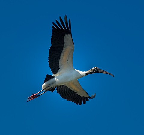 Wood Stork