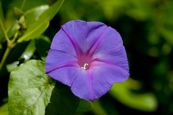 Mourning Glory