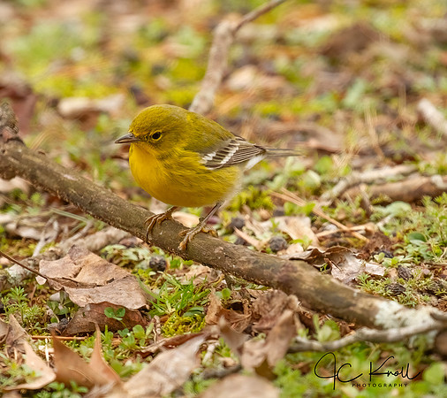 Pine Warbler (M)