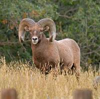 Bighorn Sheep