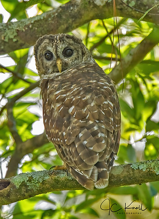 Barred Owl