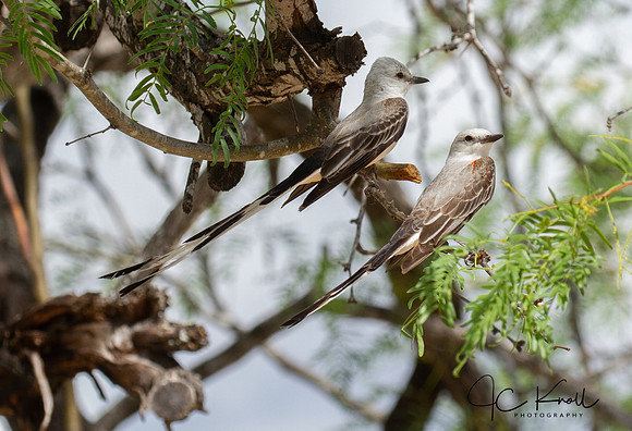 Scissor-tailed Flycatcher