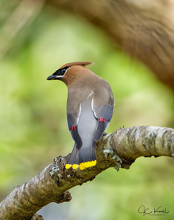 Cedar Waxwing