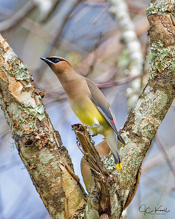 Cedar Waxwing