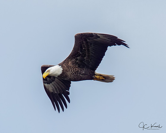Bald Eagle