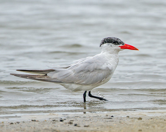 Caspian Tern