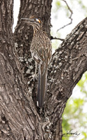 Greater Roadrunner