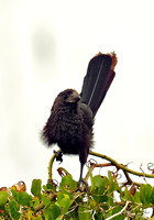 Smooth-billed Ani