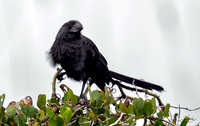 Cuckoos and Relatives