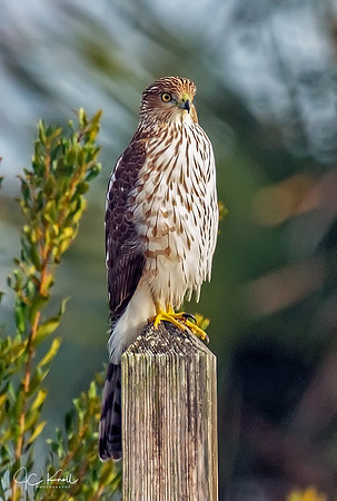 Cooper's Hawk (1st Yr)