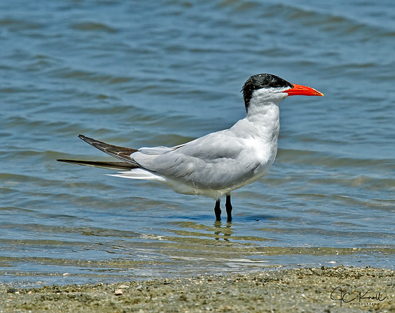 Caspian Tern