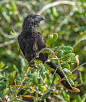 Smooth-billed Ani