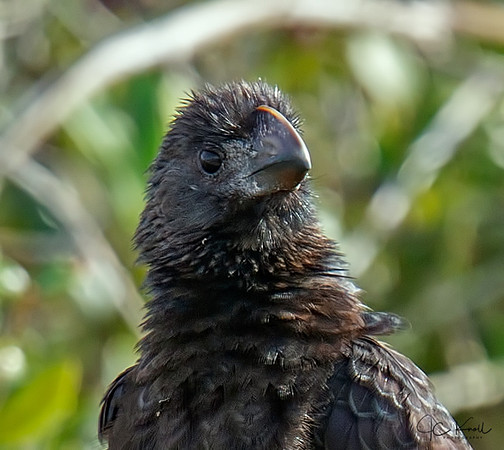 Smooth-billed Ani