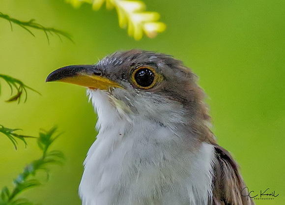 Yellow-billed Cuckoo