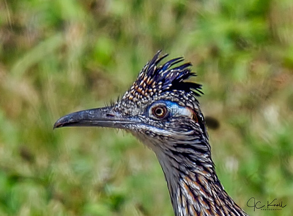 Greater Roadrrunner