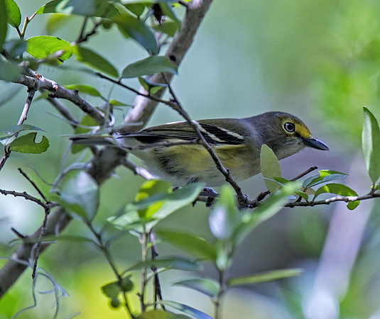 White-eyed Vireo