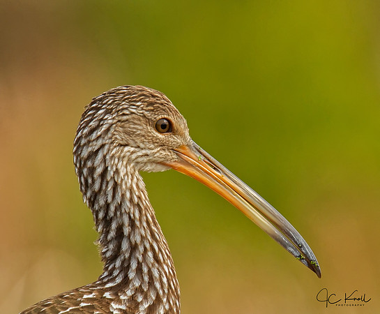 Limpkin
