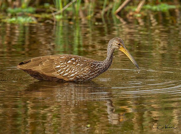 Limpkin