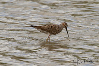 Stilt Sandpiper