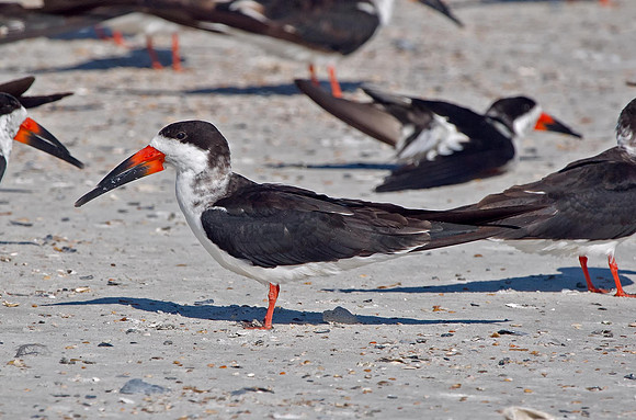 Black Skimmer