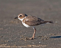 Wilson's Plover