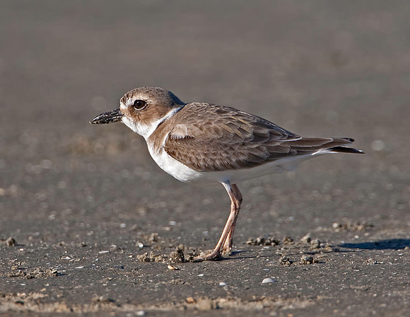 Wilson's Plover