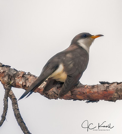 Yellow-billed Cuckoo