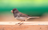 Dark-eyed Junco (Oregon - F)
