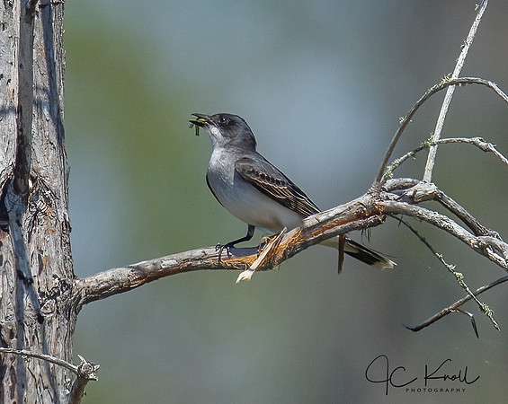 Eastern Kingbird
